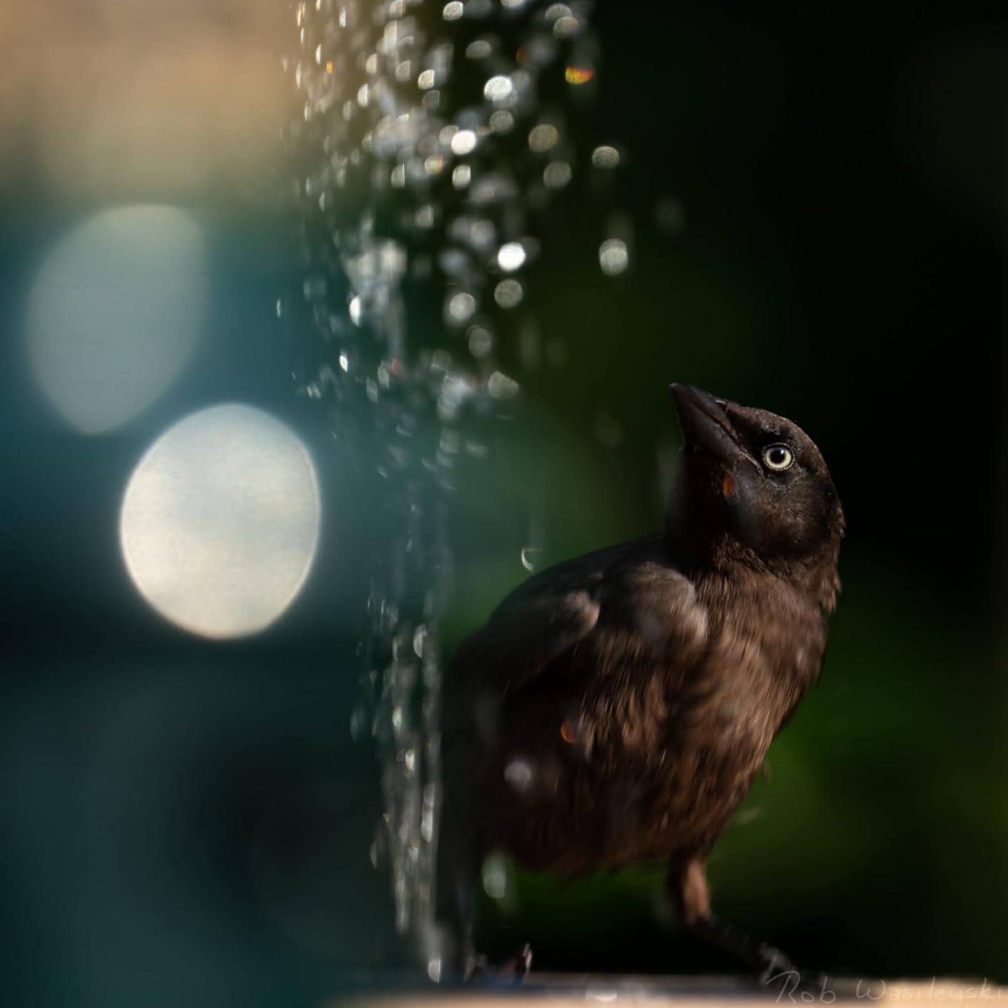 API Heated Bird Bath with Stand or Deck Mount, Outdoor Bird Bath for Winter and All Seasons, 150 Watt, Made in USA (Bird Bath with Deck Mount) customer photo 1