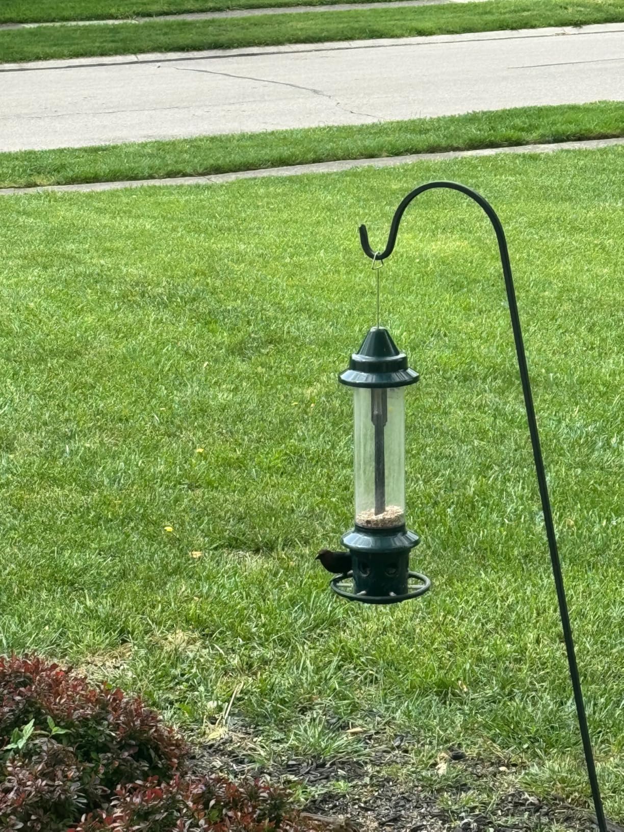 Squirrel Buster Plus Squirrel-proof Bird Feeder w/Cardinal Ring and 6 Feeding Ports, 5.1-pound Seed Capacity, Adjustable, Pole-mountable, Green customer photo 1