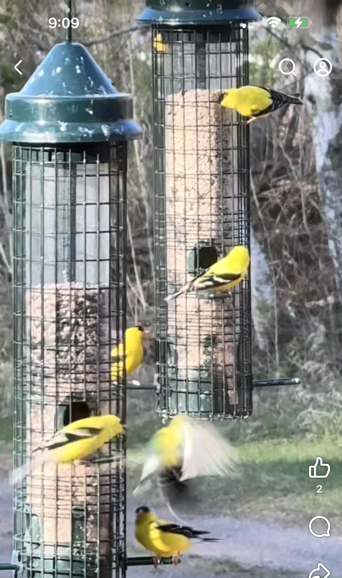 Squirrel Buster Classic Squirrel-proof Bird Feeder w/4 Feeding Ports, 2.4-pound Seed Capacity customer photo 1