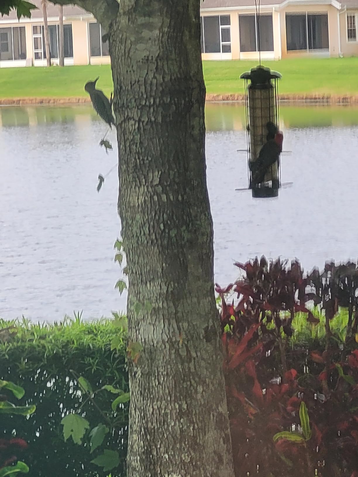Squirrel Buster Mini Squirrel-Proof Bird Feeder for Wild Birds - 4 Metal Perches, 1 lb Seed Capacity, Chew-Proof Design, Lifetime Care, Garden Green customer photo 1