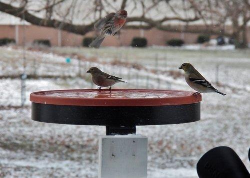 Farm Innovators Heated Bird Bath, 1 Quart Capacity, Outdoor Decor Shallow Bath Tray for Birds - Birdbath with Deck, Clamp, and Ground Mount Options customer photo 2