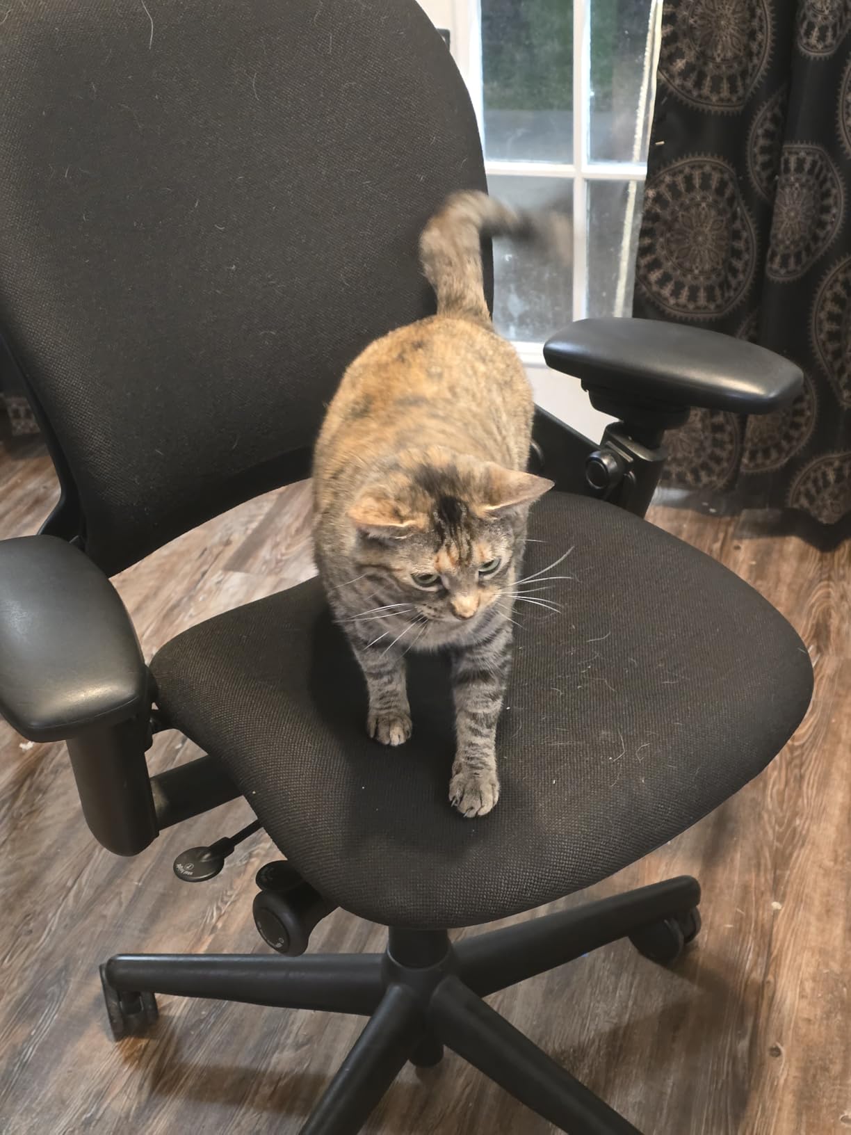 Leap Office Chair - Seven Points of Adjustability - Ergonomic Back Support Chair - Lumbar Support - 4D Adjustable Arms - Black Frame - Onyx customer photo 2