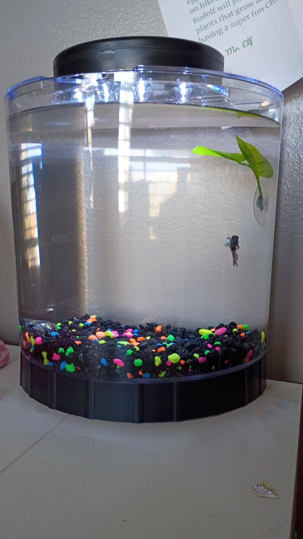 Tetra LED Half Moon Aquarium Kit, 1.1 Gallons, Small, Clear Plastic Fish Tank With Curved Front, Easy Feeding And Movable, Energy-Efficient LEDs Ideal For Bettas Great As Desk Aquarium customer photo 2