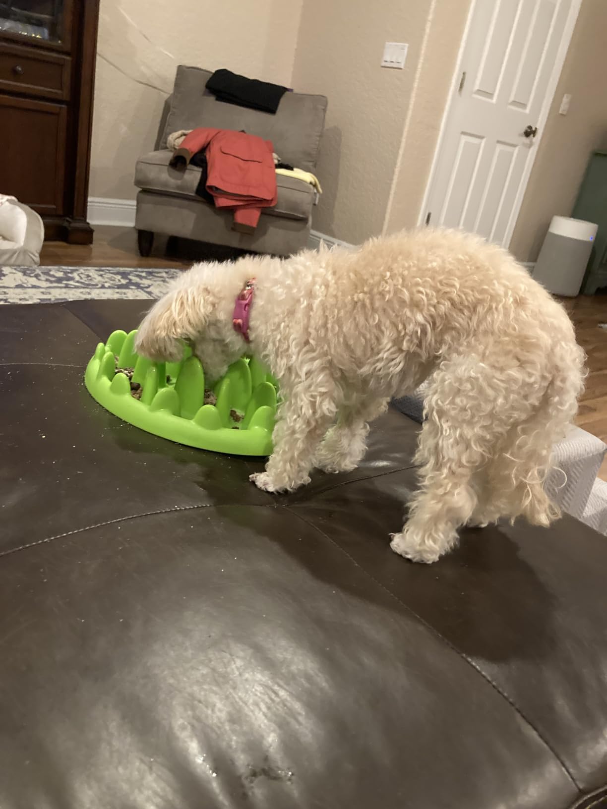 Company of Animals GREEN Slow Interactive Feeder for Dogs, Size Large, Best Fun Slow Feeder Dog Bowl, Anti-Gulp, Gobble Stopper, Mental Stimulation Dog Puzzle, Suitable for Small, Medium & Large Dogs customer photo 1