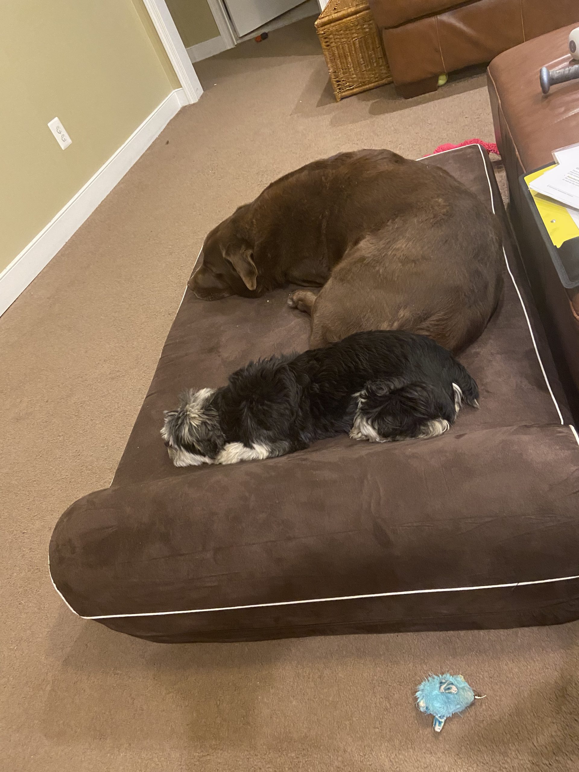 KOPEKS Orthopedic Memory Foam Dog Bed 7