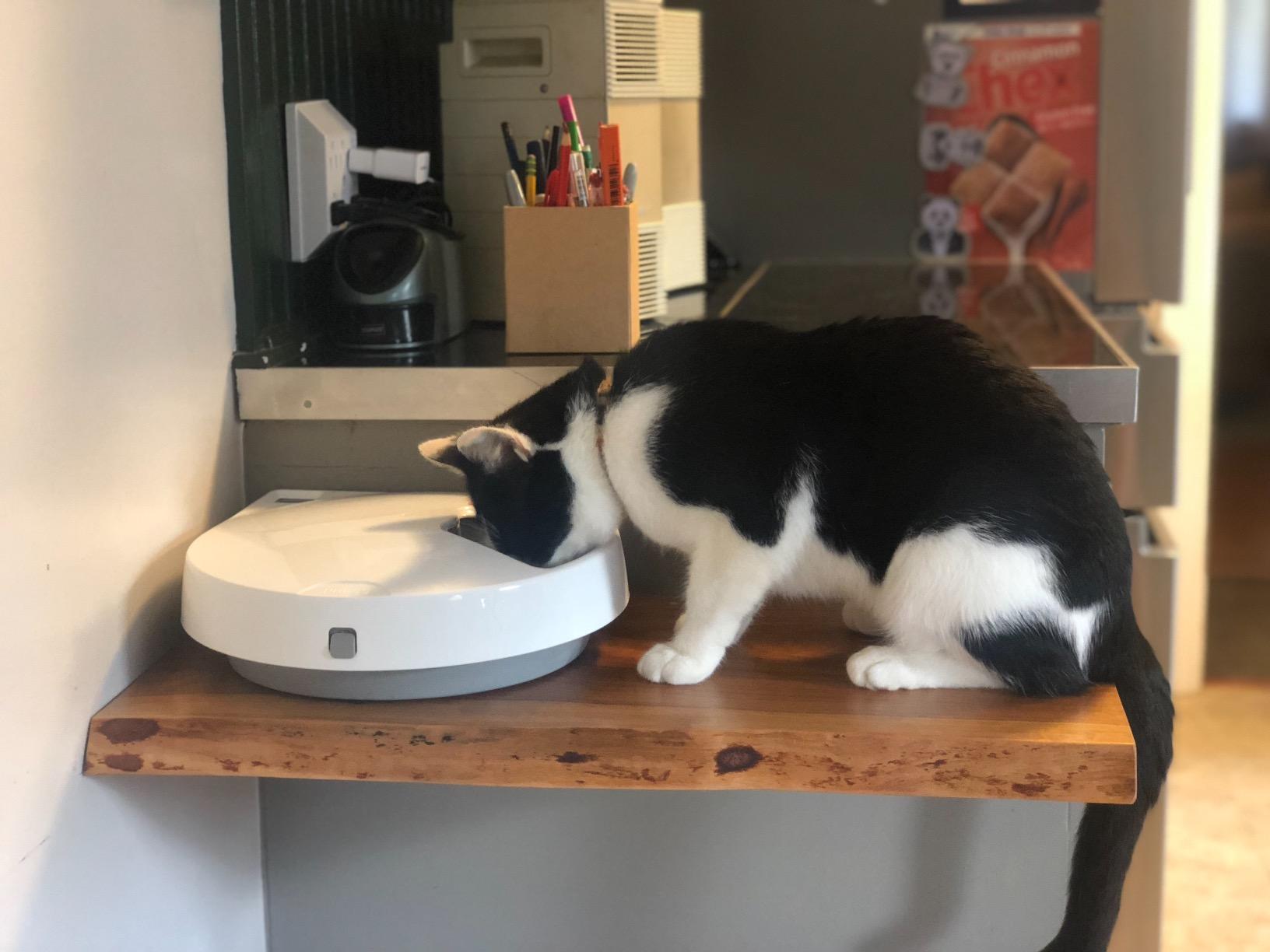 Cat Mate C500 Automatic 5 Bowl Digital Timer-Controlled Pet Feeder - for Cats and Small Dogs, Wet or Dry Food, Includes Twin Ice Packs, 5 Meals Up to 0.73 lb Each, White customer photo 2