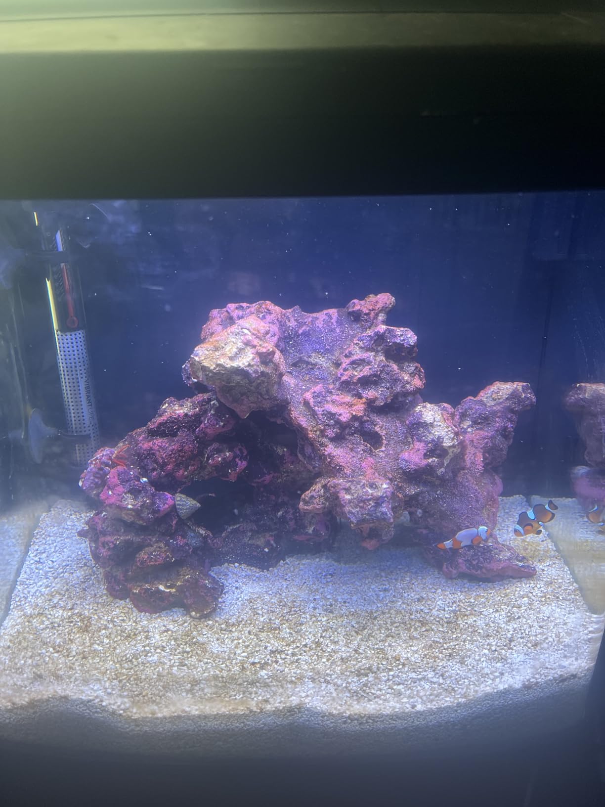 Coralife BioCube, Aquarium Kit, Nano Tank, Customizable LED Lighting, for Saltwater and Freshwater Environments, 16 Gallons customer photo 2