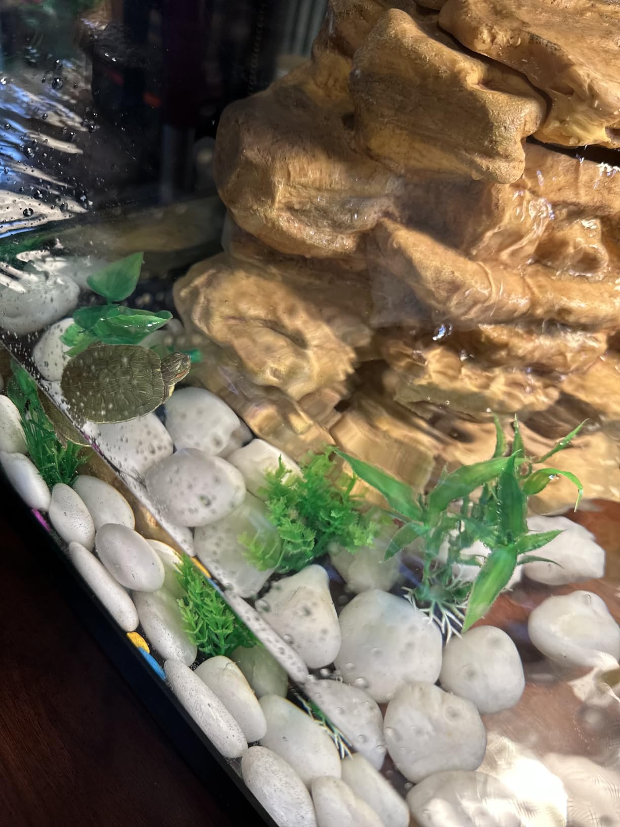Tetra Aquatic Turtle Deluxe Kit 20 Gallons, Aquarium With Filter And Heating Lamps, 30 IN (NV33230) customer photo 2