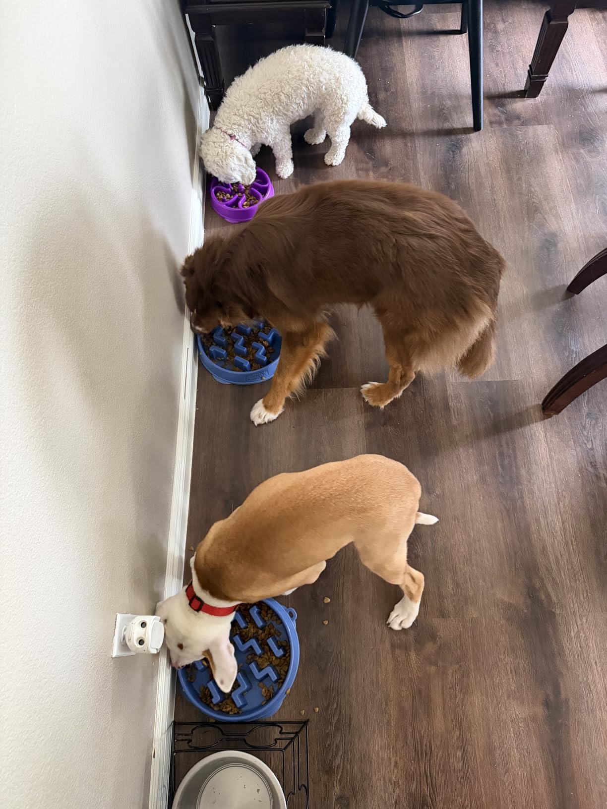 Outward Hound Fun Feeder Slo Bowl, Large 4-Cup Capacity, Slow Feeding, Medium to Large Dogs, Non-Slip, Blue, Notch Pattern customer photo 1