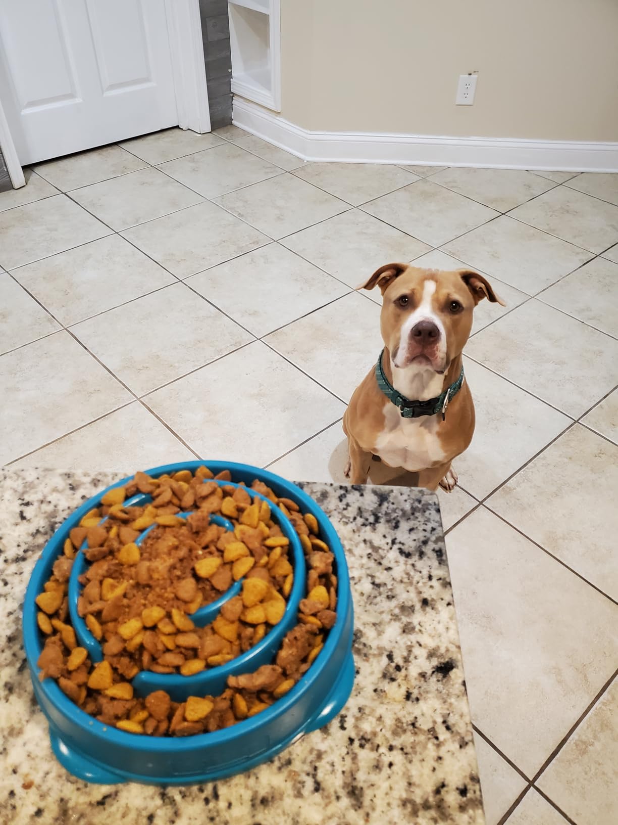 Outward Hound Fun Feeder Slo Bowl, Large 4-Cup Capacity, Slow Feeding, Medium to Large Dogs, Non-Slip, Blue, Notch Pattern customer photo 2