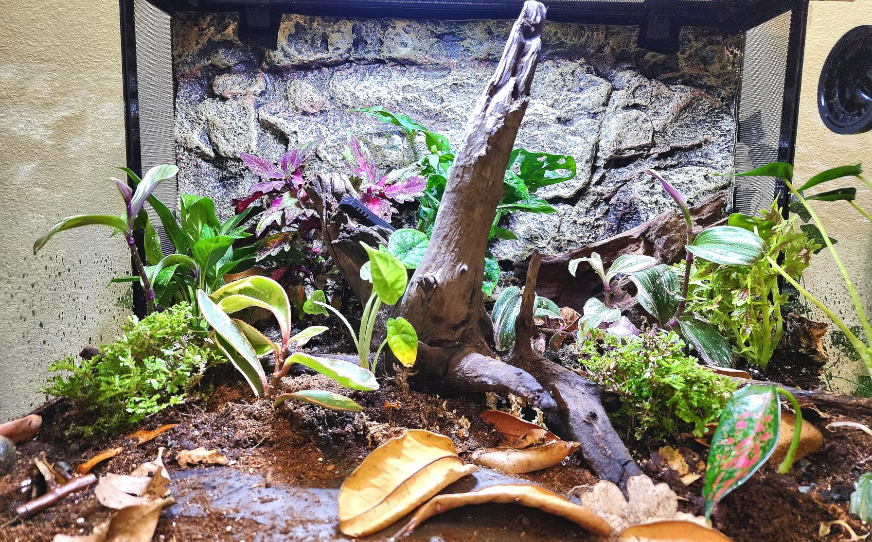 REPTI ZOO 34 Gallon Large Reptile Glass Terrarium Tank with Foam Backgrounds, Double Hinge Door with Screen Ventilation 24