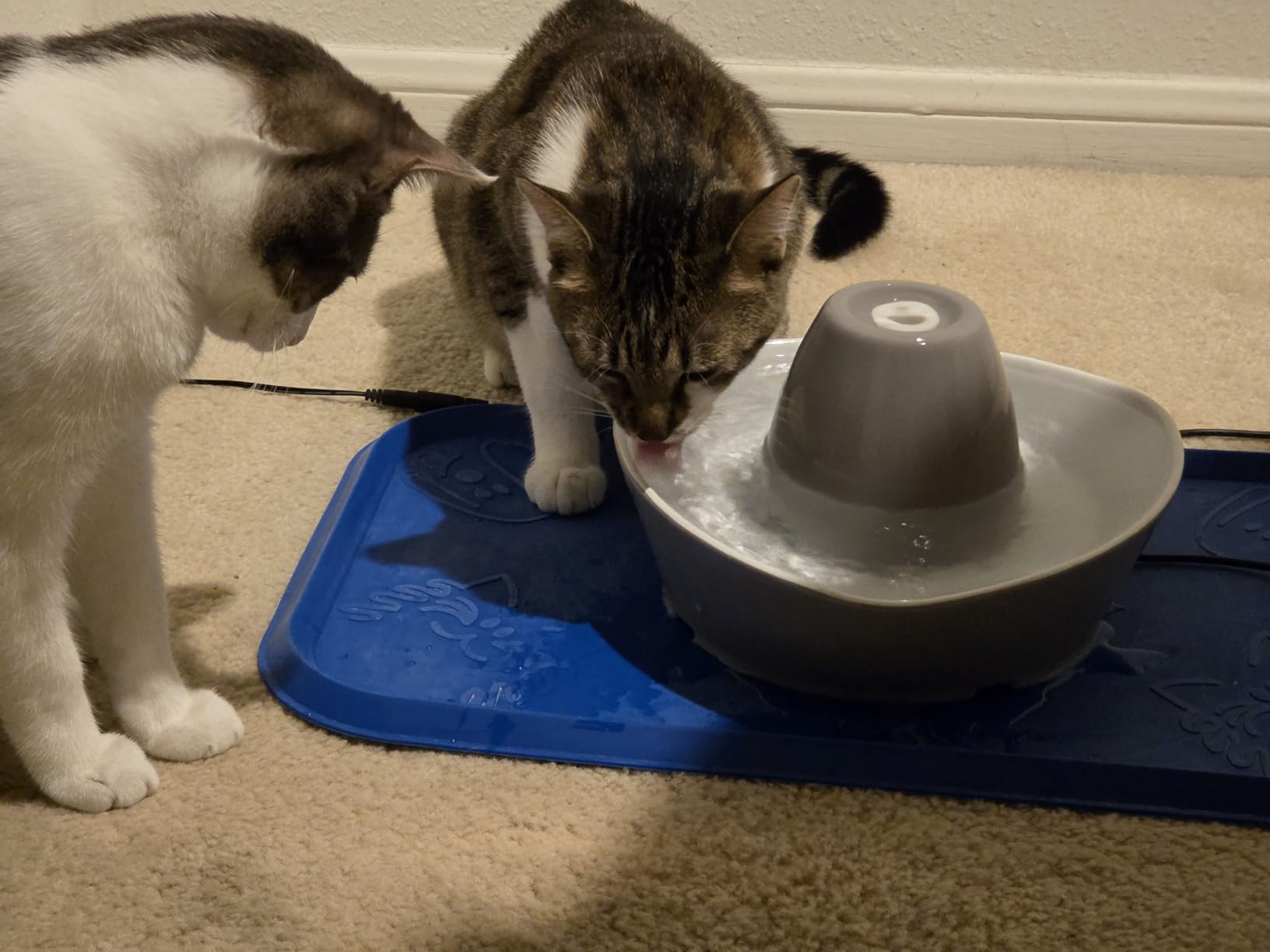 PetSafe Ceramic Pet Fountain for Cats and Small Dogs, 60 Oz Water Capacity, Whisper-Quiet Water Flow, Great for Shy or Timid Pets, Fresh Filtered Water customer photo 1