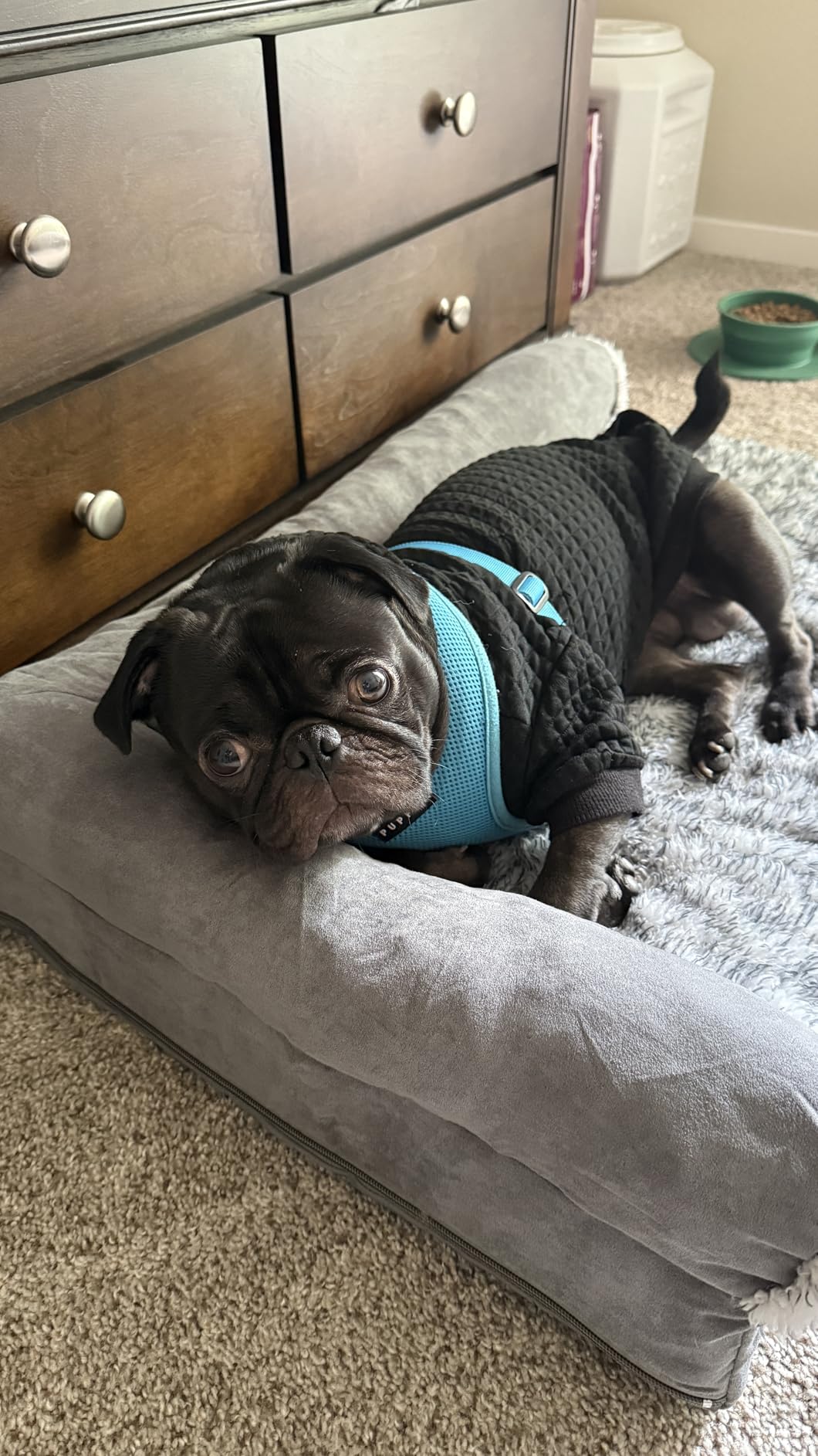 FurHaven Orthopedic Dog Bed for Large Dogs, L-Shaped Chaise Mattress with Orthopedic Egg Crate & Solid Orthopedic Foam Base for Joint Support, Washable Cover, Jumbo XL, Plush & Velvet, Platinum Gray customer photo 1