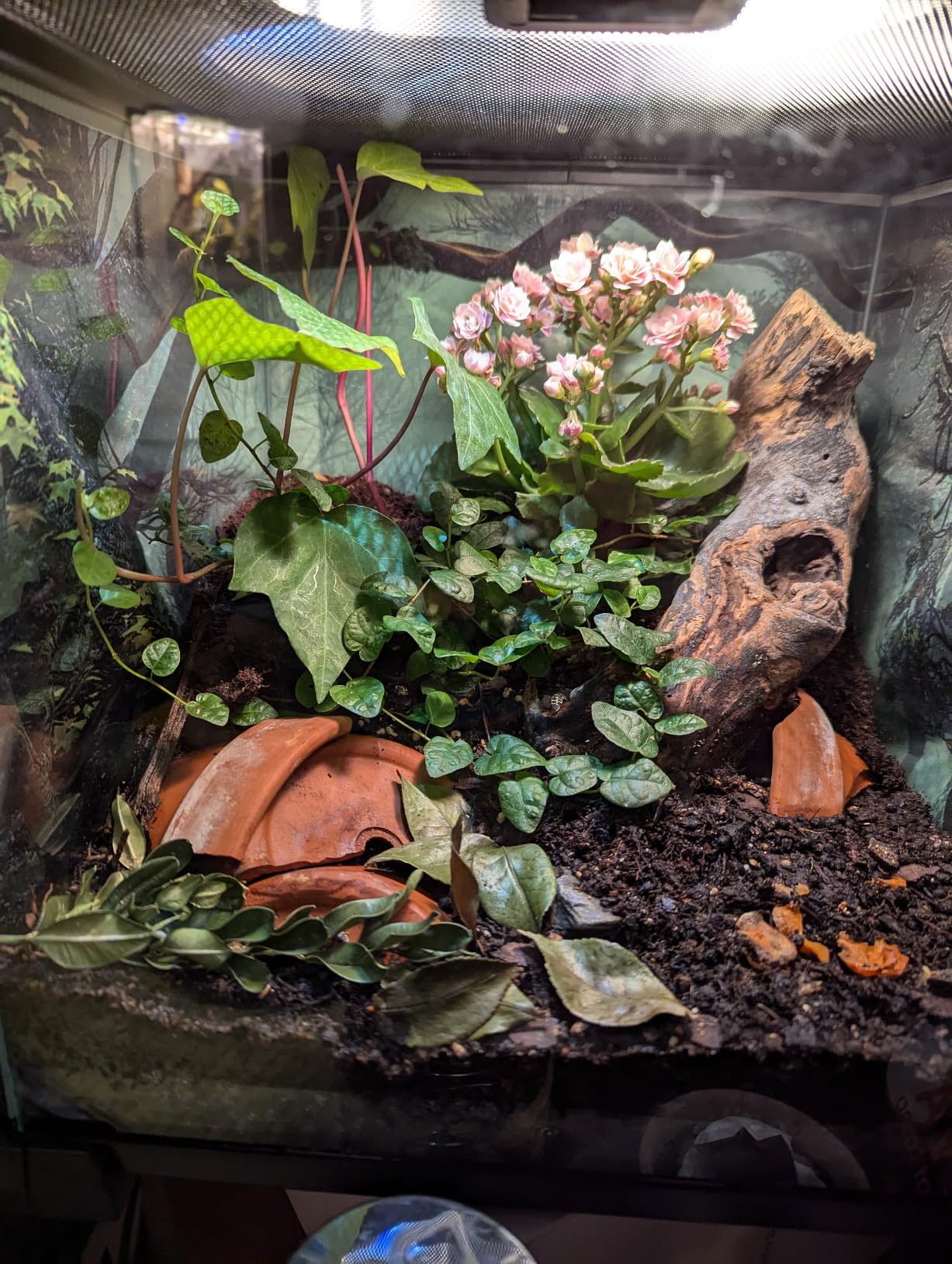 REPTI ZOO Full Glass 15 Gallon Reptile Tank, Medium Reptile Terrarium for Gecko Hermit Crab Hognose Snake, Top Screen Ventilation & Feeding customer photo 1