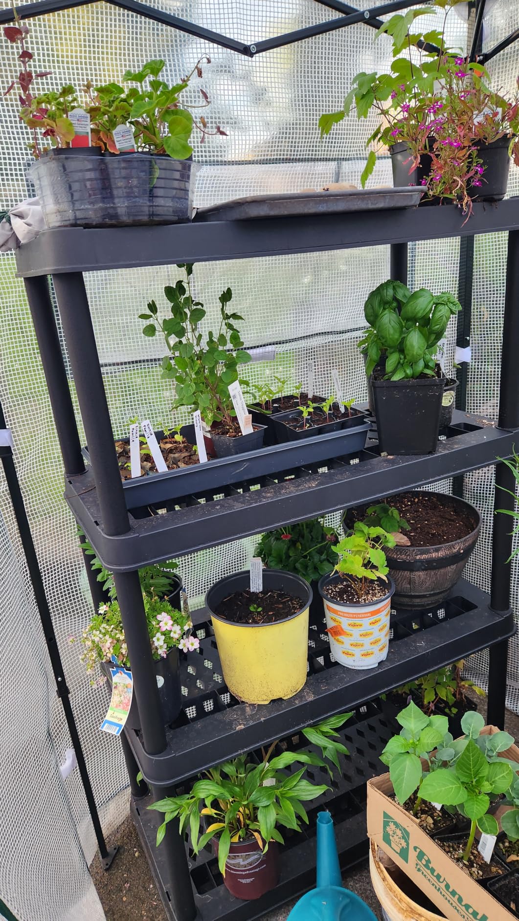 EAGLE PEAK 9x4 Portable Walk in Greenhouse, Pop Up Indoor Outdoor Greenhouse, Green House Kit with Zippered Roll-Up Doors and Windows, Lean-to Design, PE Cover, Clear/Green customer photo 2