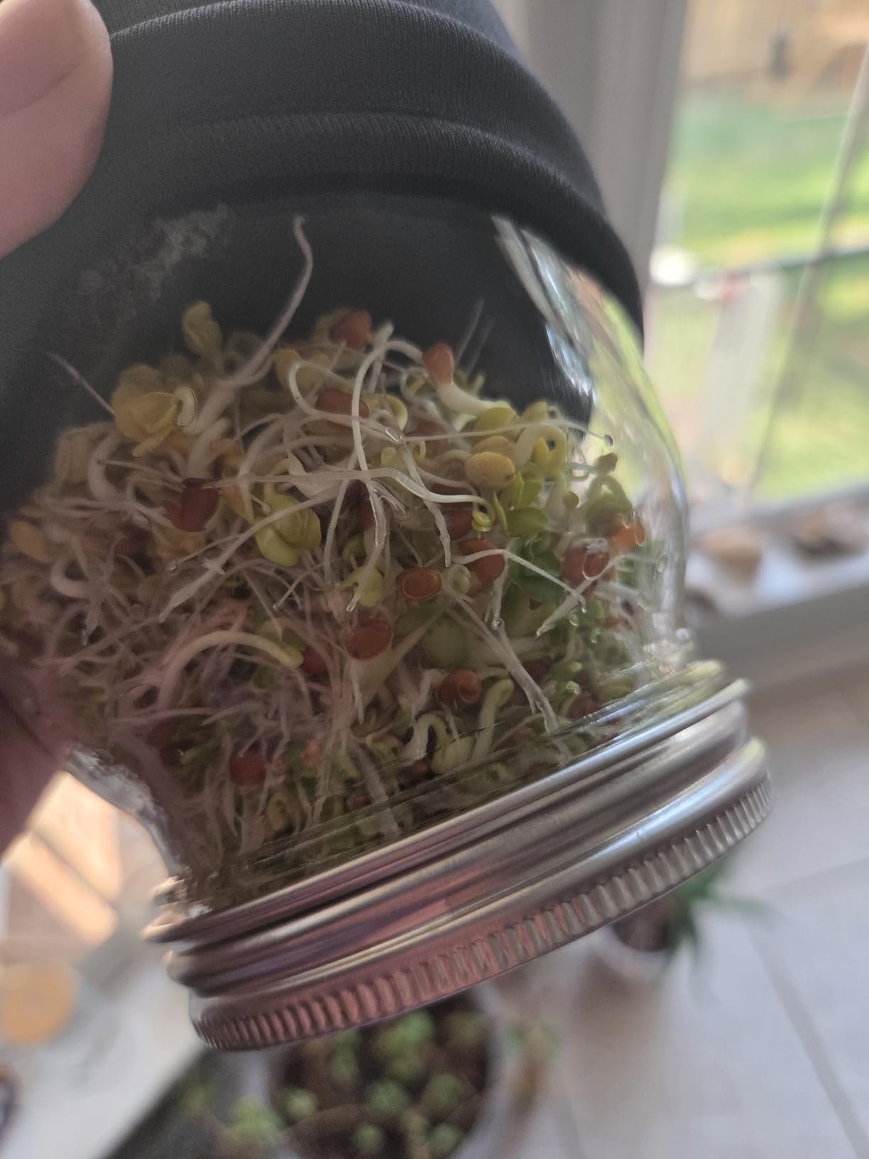Lulonpon Sprouting Kit, 2 Sprouting Jar Kits, Wide Mouth Quart Mason Jars with Stainless Steel Screen Sprout Lids, 1000ml, Stand and Canning Brush, Seed Sprouter Set for Growing Broccoli, Alfalfa customer photo 1