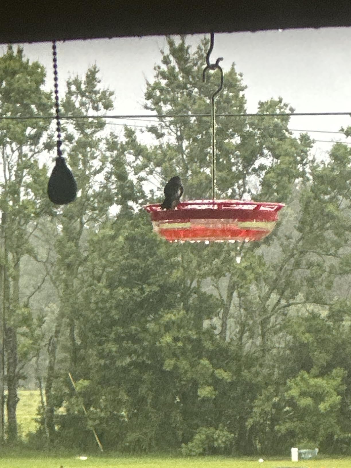 FEED GARDEN Hummingbird Feeders for Outdoors, 2 Pack 16oz Leak-Proof Dish-Style Nectar Feeder Built-in Ant Moat, 5 Feeding Ports, Wide Mouth Easy Clean, BPA-Free Garden Decor Gifts customer photo 2