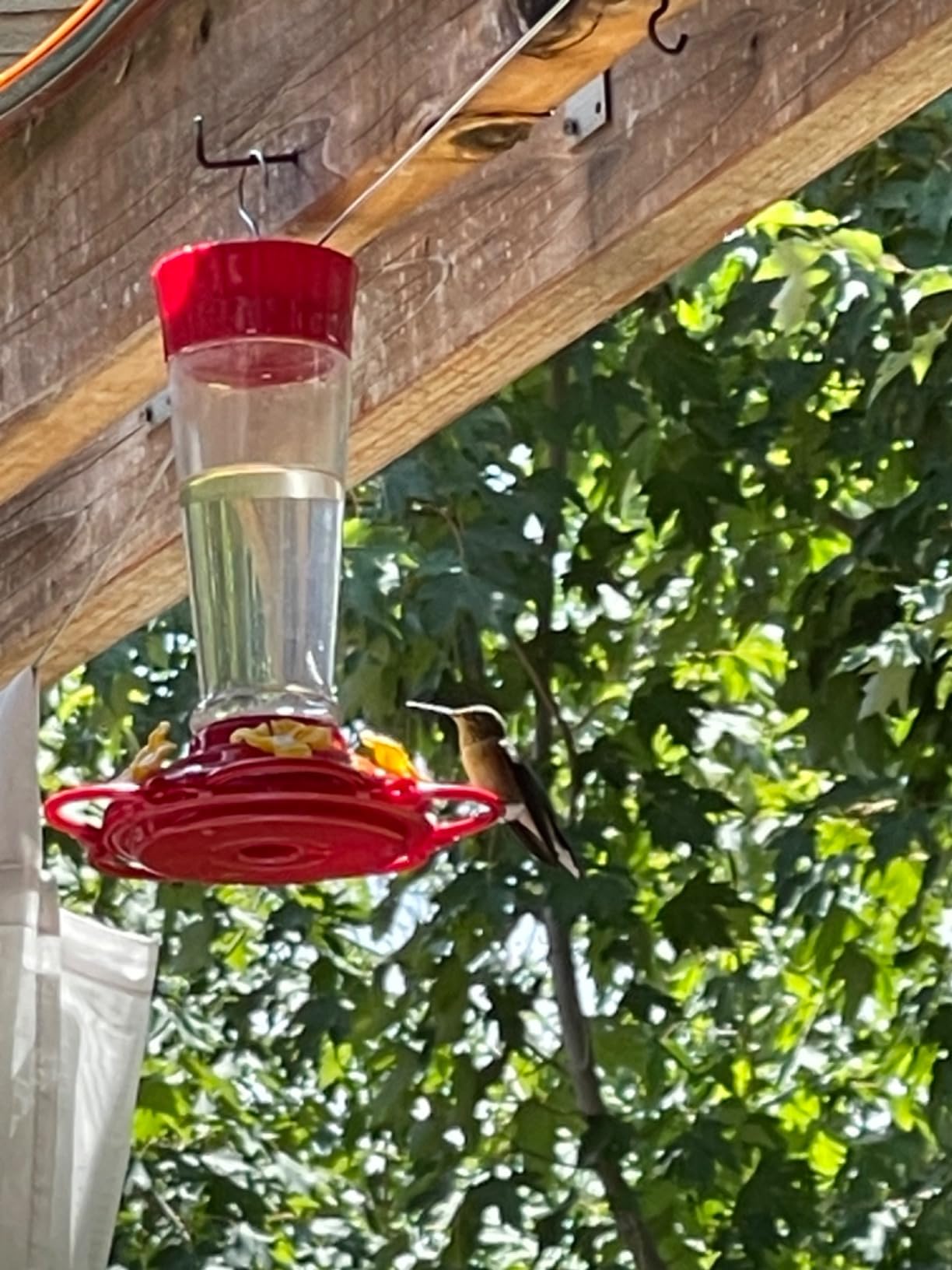 Hummingbird Feeder 10 oz [Set of 2] Plastic Feeders for Outdoors, with Built-in Ant Guard - Circular Perch with 5 Feeding Ports - Wide Mouth for Easy Filling/2 Part Base for Easy Cleaning customer photo 2