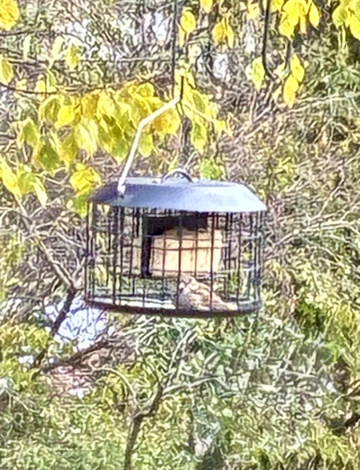 Kingsyard Squirrel Proof Suet Feeder, Cage Bird Feeders for Outdoors Hanging, All Metal, Double Suet Cake Capacity, Tray & Weatherproof, Green customer photo 2
