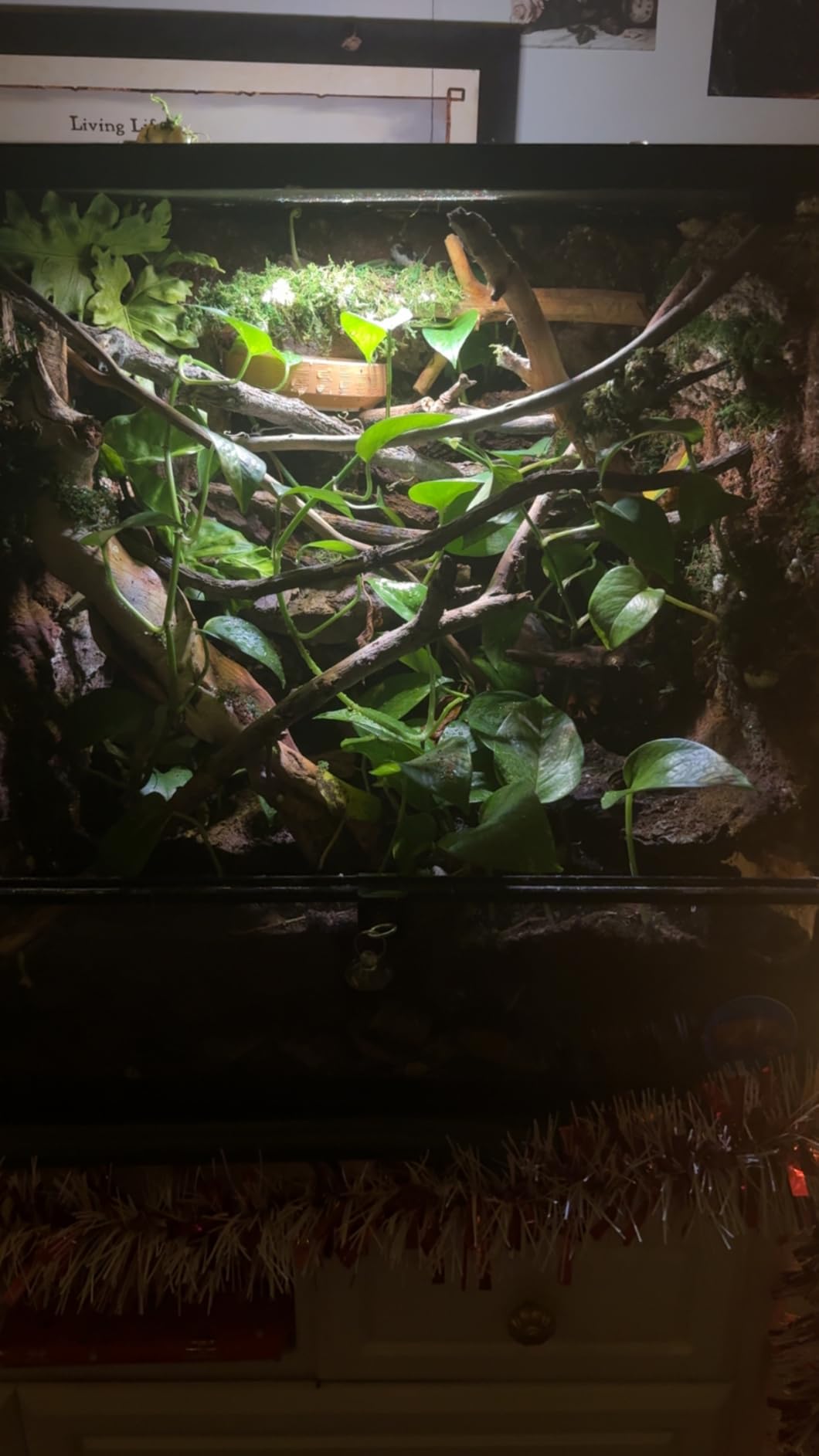 REPTIZOO Small Reptile Tank 20