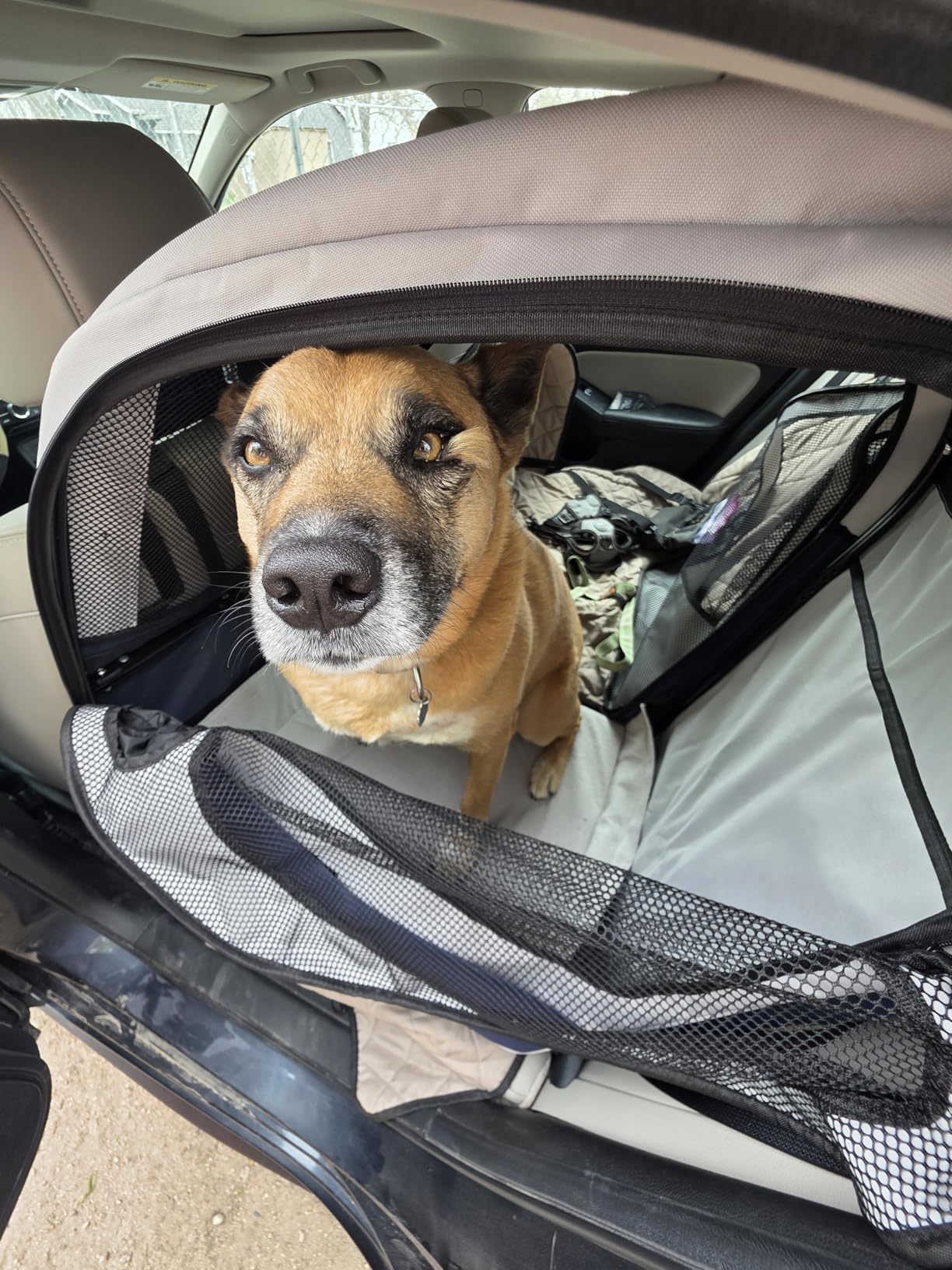 PetSafe Happy Ride Collapsible Dog Car Crate, Foldable Travel Crate for Pets Up to 60 Lbs customer photo 2
