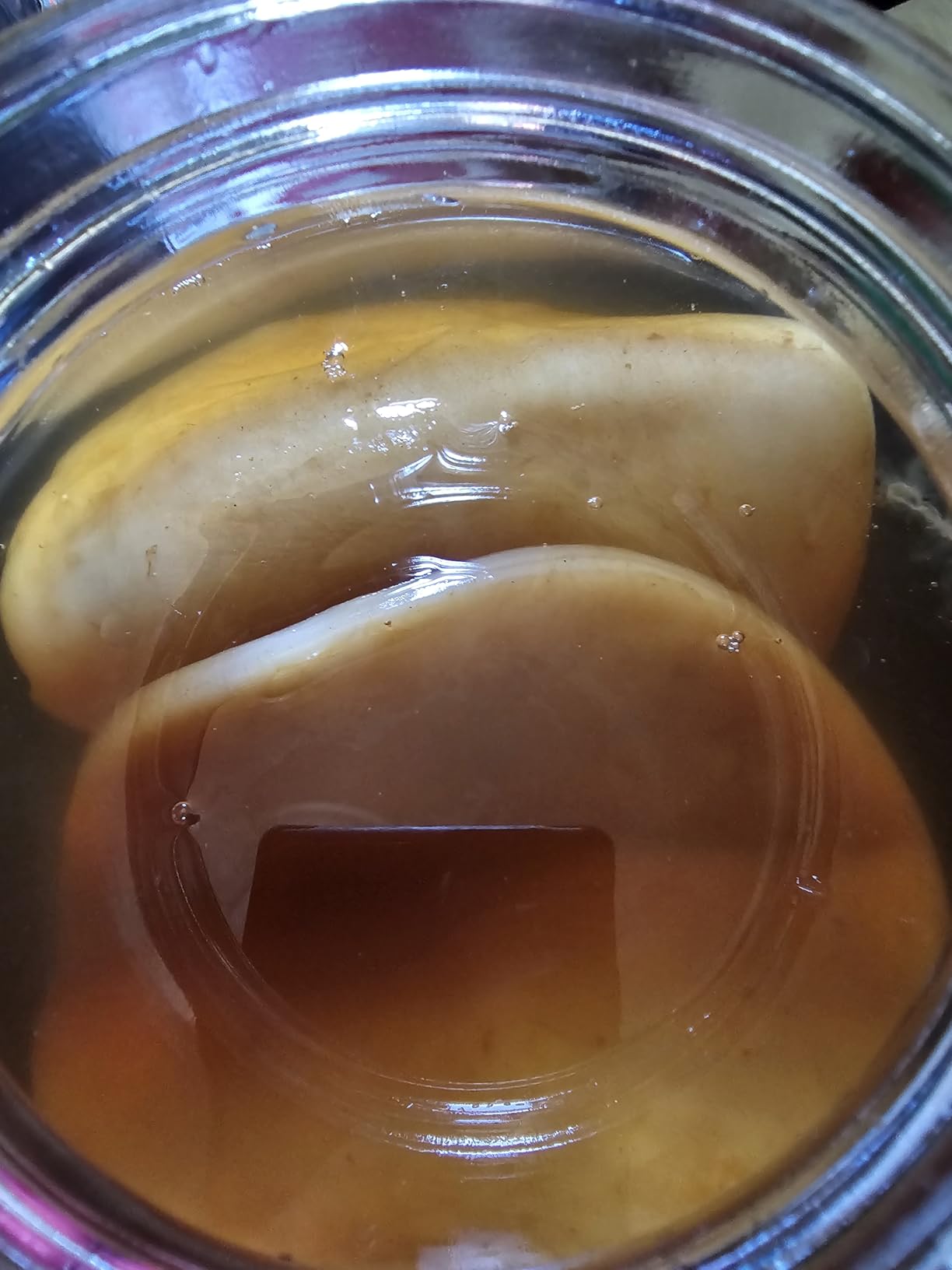 Kombucha Home Brewing Starter Kit | 5-Inch Large Scoby Kombucha Starter Kit | Complete Kit Includes What You Need w/ 16 oz Starter Tea, Brewing Jar & Brewing Supplies | Brew Unlimited Kombucha customer photo 2