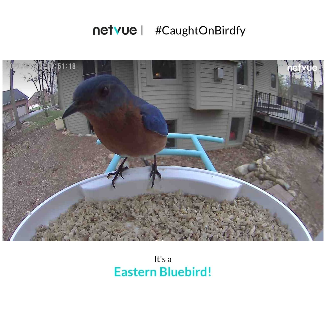 NETVUE by Birdfy Smart Bird Feeder with 2K HD AI Camera Solar Powered, Wireless Wildbird Watching, Live Stream&Color Night Vision, Auto-Capture & Notify, Free Cloud Storage customer photo 2