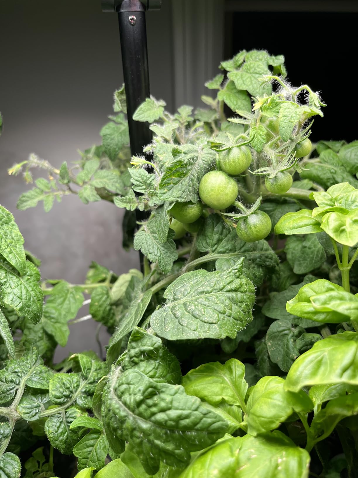 Ahopegarden Indoor Garden Hydroponics Growing System: 10 Pods Plant Germination Kit with LED Grow Light customer photo 1
