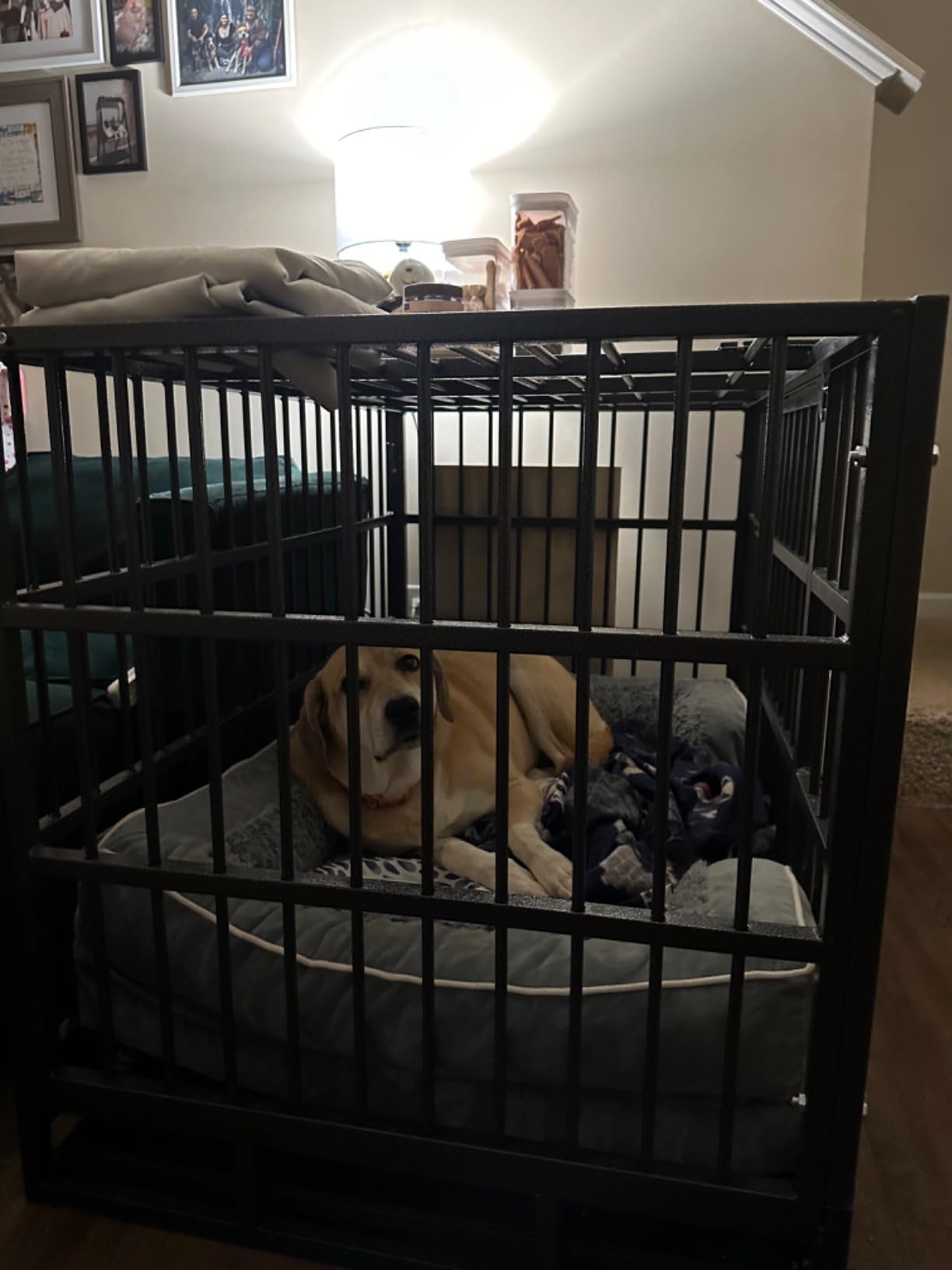 Hiwokk 48 Inch Heavy Duty Dog Crate, Indestructible Escape-Proof Dog Kennel for High Anxiety Large Dogs, Strong Metal Pet Cage with Double Doors, Lockable Wheels & Removable Tray, XL XXL XXXL customer photo 2