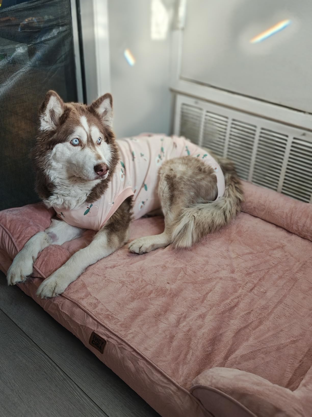 EHEYCIGA Orthopedic Dog Beds Large Sized Dog, Waterproof Memory Foam Pet Bed with Sides, Non-Slip Bottom Large Pet Bed with Washable Removable Cover, Grey customer photo 2