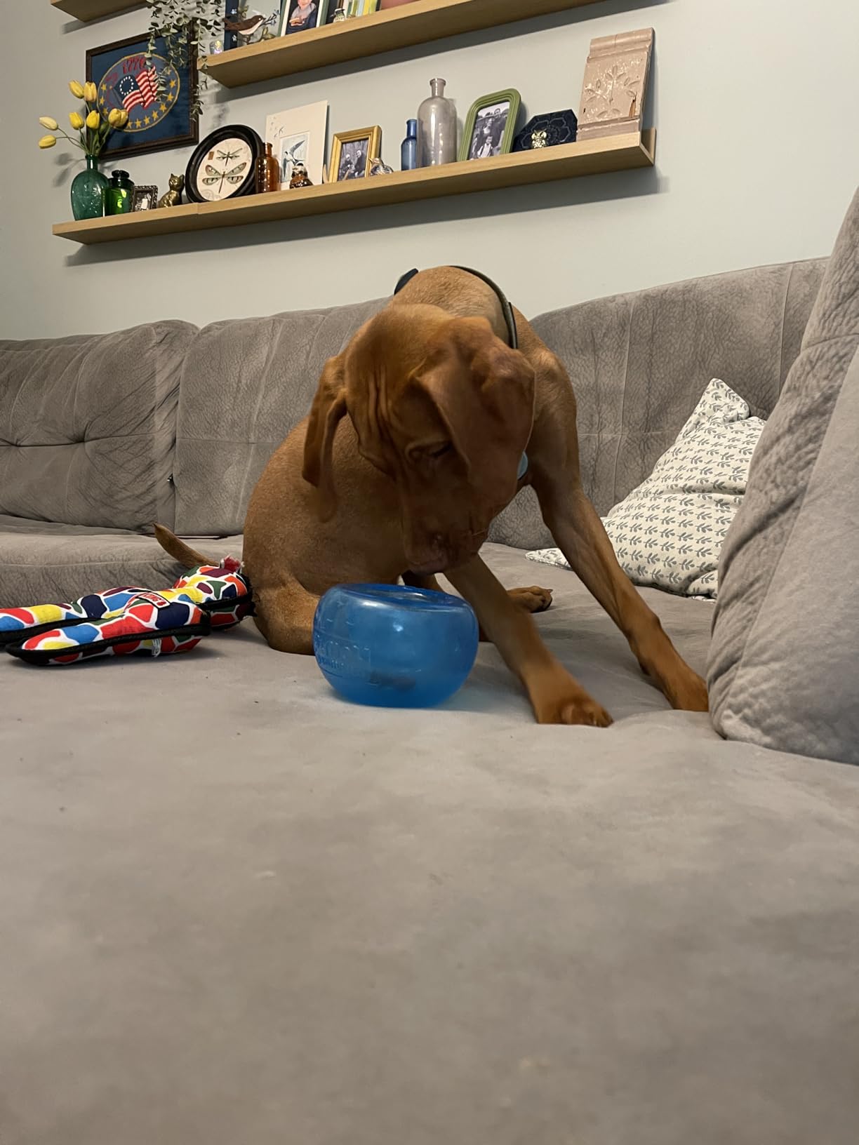 Outward Hound by Nina Ottosson Spin N' Eat Dog Puzzle and Slow Feeder, Level 2 Intermediate Enrichment Toy, Green customer photo 2