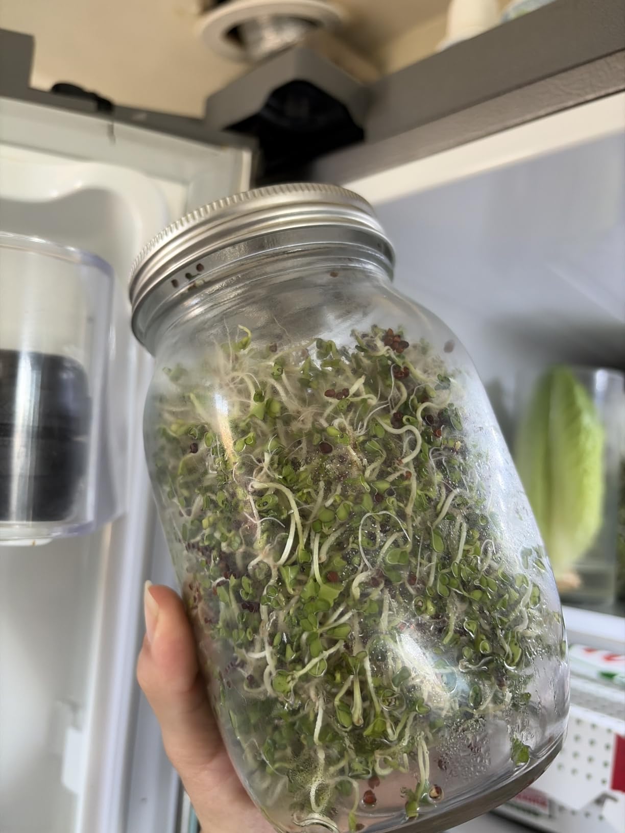Kikerike Seed Sprouting Jar Kit with 2 Wide Mouth Mason Jars Bean Sprouts Growing Kit Microgreens Growing Jar with Mesh Screen Lids Sprouter Sprouts Maker for Growing Broccoli, Alfalfa, Mung Bean customer photo 1