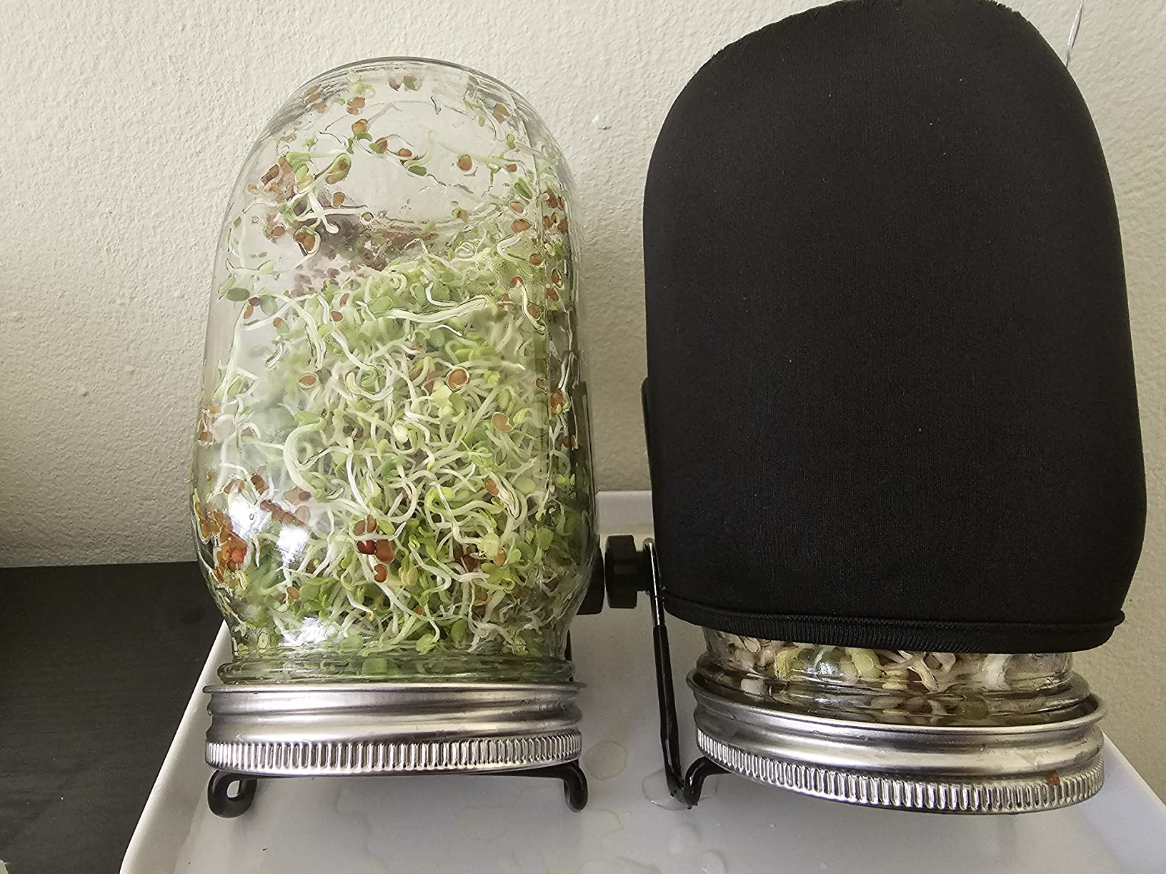 Kikerike Seed Sprouting Jar Kit with 2 Wide Mouth Mason Jars Bean Sprouts Growing Kit Microgreens Growing Jar with Mesh Screen Lids Sprouter Sprouts Maker for Growing Broccoli, Alfalfa, Mung Bean customer photo 2