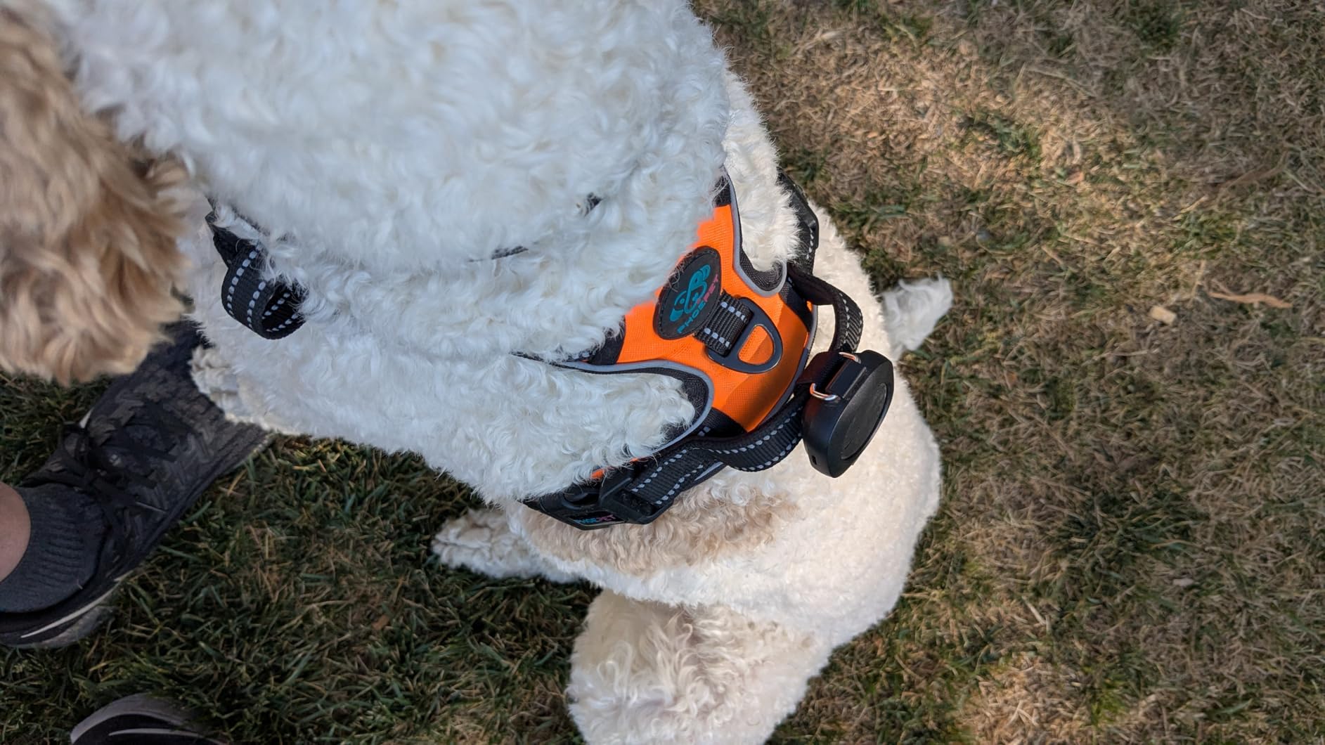 Aorkuler GPS Dog Tracker 2 - No Phone, No Signal, No Subscription | Real-Time Direction & Distance Up to 3.5 Miles | Built for Hiking, Farms & Off-Grid Adventures customer photo 1