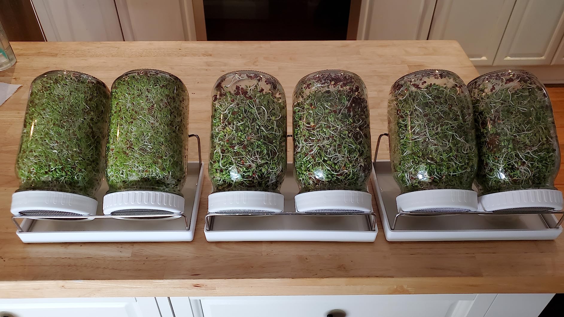 Complete Sprouting Jar Kit | 2 Wide Mouth Mason Jars, 316 Screen Sprout Lids, Blackout Sleeves, Tray, Stand | Sprouter Set for Growing Broccoli, Alfalfa and More customer photo 1