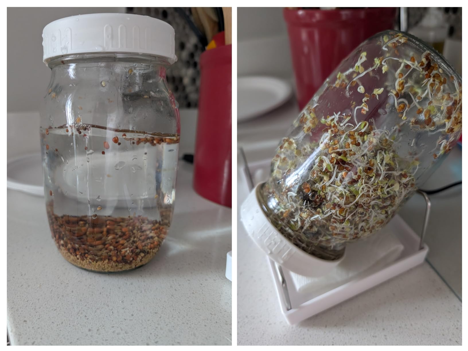 Complete Sprouting Jar Kit | 2 Wide Mouth Mason Jars, 316 Screen Sprout Lids, Blackout Sleeves, Tray, Stand | Sprouter Set for Growing Broccoli, Alfalfa and More customer photo 2