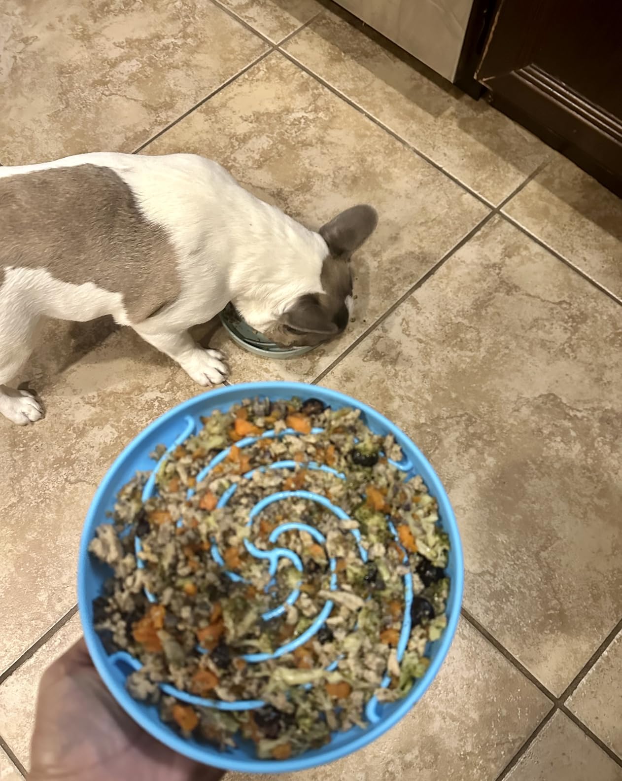 Bifeaw Slow Feeder Dog Bowls, Dishwasher Microwave Safe Silicone Puppy Puzzle Bowl with Non-Slip Design for Eating (Grey Green) customer photo 2