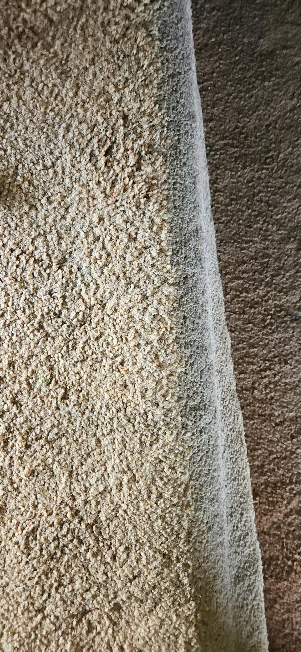 BISSELL TurboClean Pet XL Upright Carpet Cleaner, 3746 | Upholstery tough stain tool & formula included; XL capacity for large cleaning jobs; pet hair pickup customer photo 2