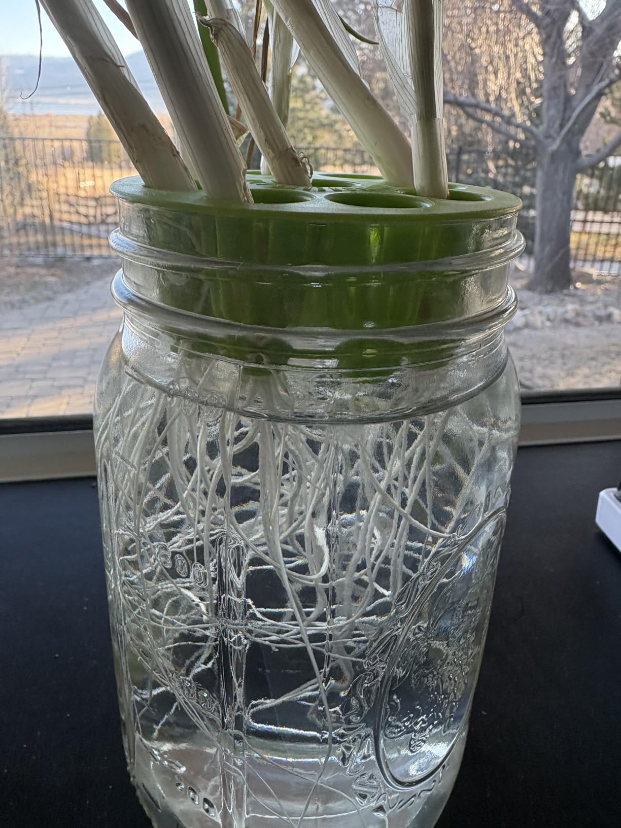 Premium Seed Sprouting Kit & Green Onion Regrower - 2 Wide-Mouth Mason Jars with Sprout Lids, Stainless Stand, Drain Tray, Blackout Sleeves & Cleaning Brush for Broccoli, Alfalfa & Mung Beans customer photo 1