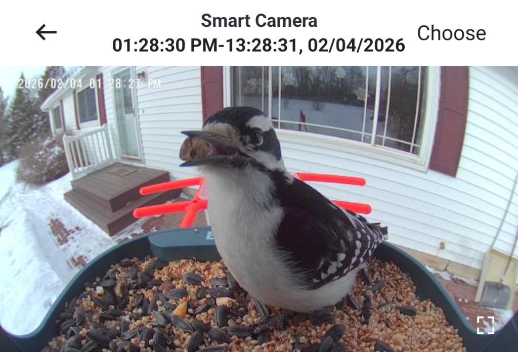 birdsnap PAV-Bird Feeder with Camera,2K HD with 32GB Card, AI Identify Smart Bird House Cam Solar Panel,Live Stream,Motion Detection,Auto Record Video for Backyard Outdoors,Ideal Gift for Bird Lover customer photo 2