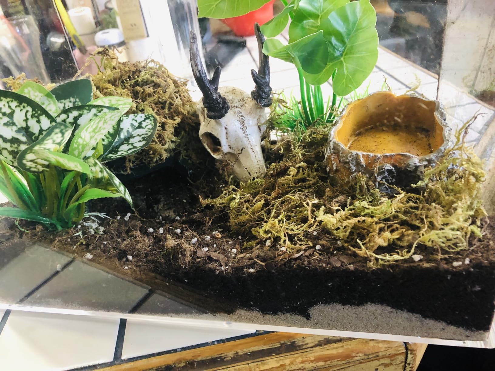 AZV Reptile Terrarium Starter Kit, 8 Piece Small Reptile Tank with Escape-Proof Locks, Mesh Top, Multi-Vent Compatible Habitat for Geckos, Frogs, Spiders Small customer photo 1
