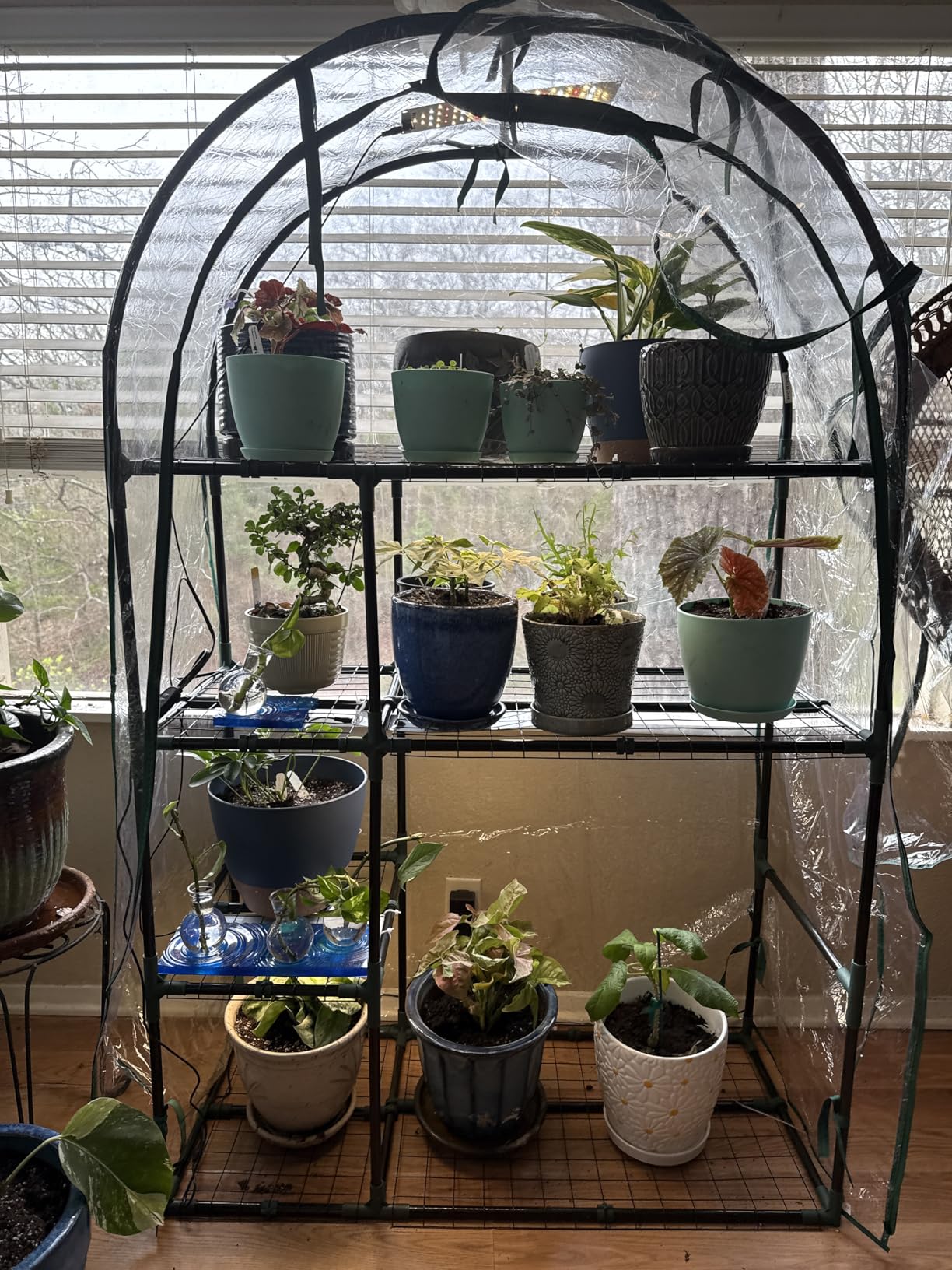 8.5 x 7 ft Pop-up Greenhouse, Walk-in Green House for Indoor Outdoor, Plant Garden Green House with Zippered Doors, Screen Windows, Heavy Duty Frame and Weather-Resistant Durable PE Cover customer photo 2