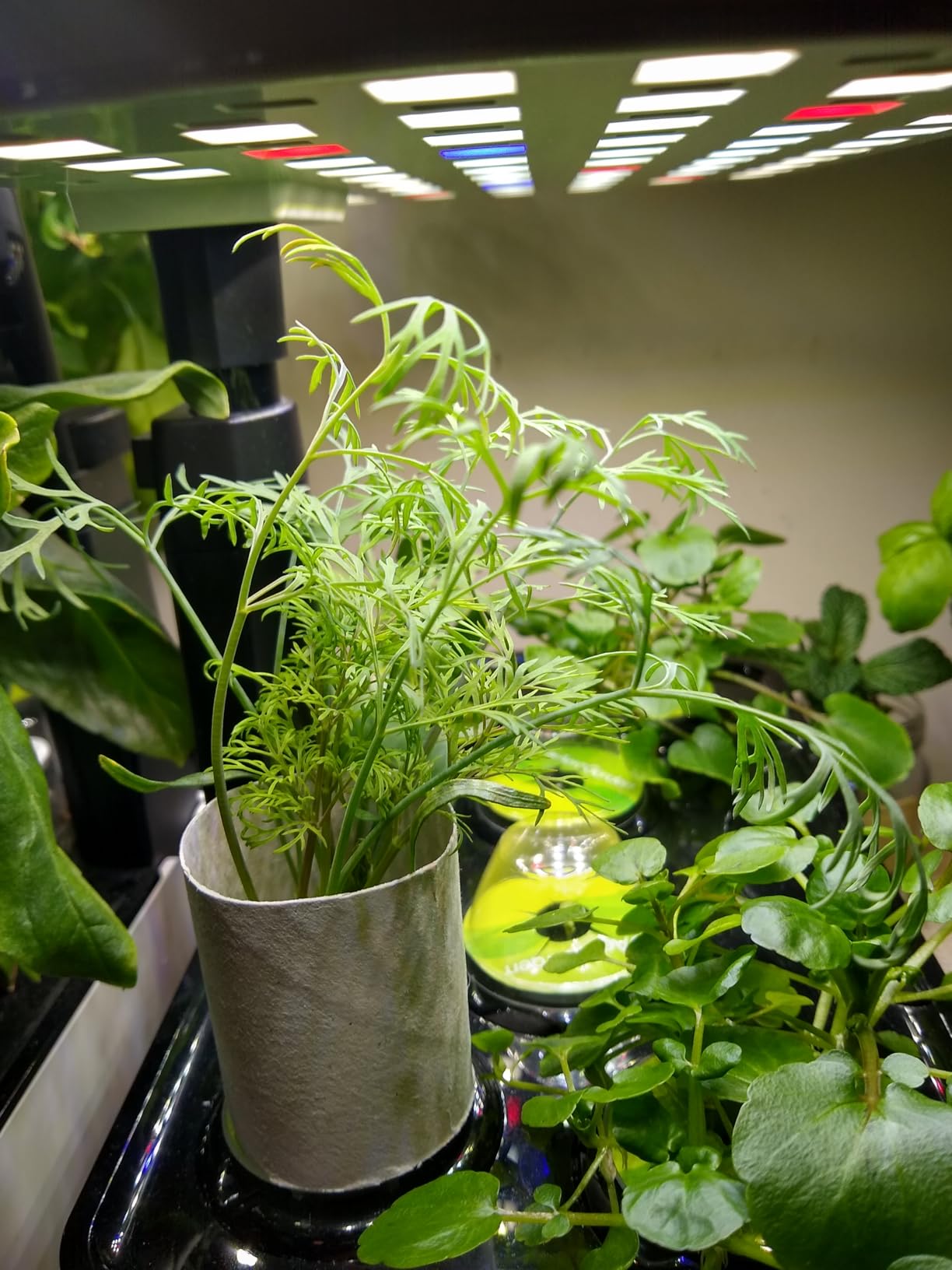 AeroGarden Harvest Lite in Cream, Soil-Free Indoor Hydroponic Garden with LED Grow Light for Year-Round Gardening of up to 6 Herbs and Vegetables customer photo 1