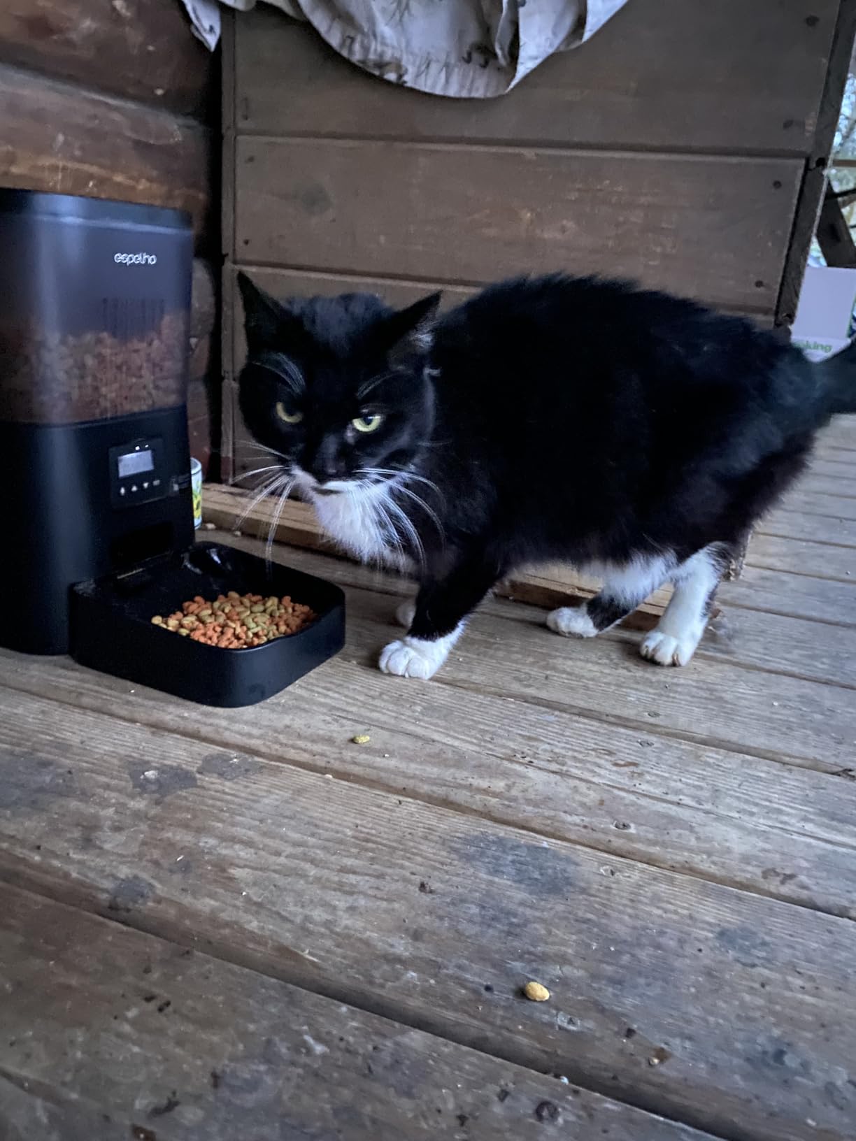 Espelho Automatic Cat Feeder- 4L Timed Cat Food Dispenser 1-6 Meals Control for Cat and Small Dog- Auto Pet Feeder with Desiccant Bag Keep Fresh for Reliable Easy Set Up and Clean- Voice Recorder customer photo 1