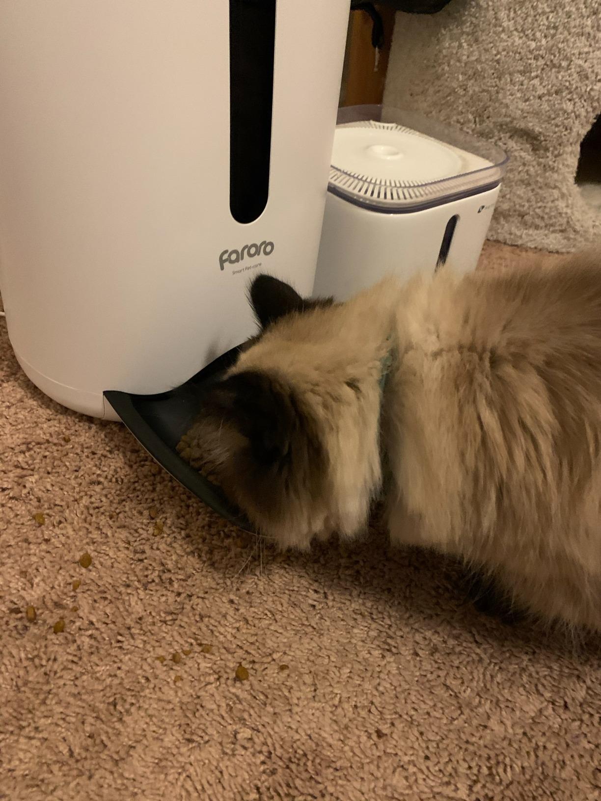 Automatic Cat Feeder with Camera, 3MP HD Video & Night Vision, 5G/2.4G WiFi Smart Pet Feeder with APP Control, 2-Way Audio, Motion Alerts, Low Food Sensor, Timed Cat Feeder for Cats & Dogs, 4L customer photo 2