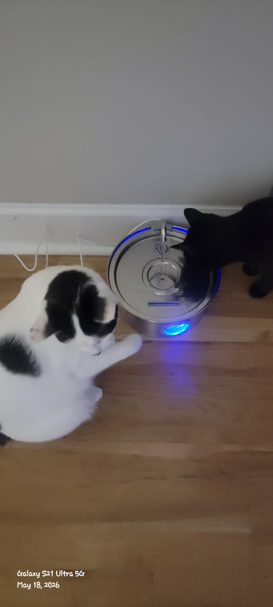 Cat Water Fountain Stainless Steel: 74oz/2.2L Cat Fountain for Drinking - Pet Water Fountain for Cats Inside - Quiet Cats Water Bowl Dispenser - Kitty Drinking Fountains - for Pets & Small Animals customer photo 2
