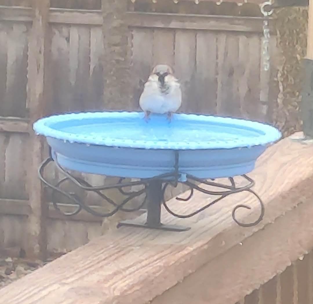 Lovppy Heated Bird Bath for Deck Railing, 100W Thermostatically Controlled Heated Bird Baths for Outdoors Bird Bath Heater, Heated Birdbath for Outside Winter Garden Patio Yard (Green) customer photo 1