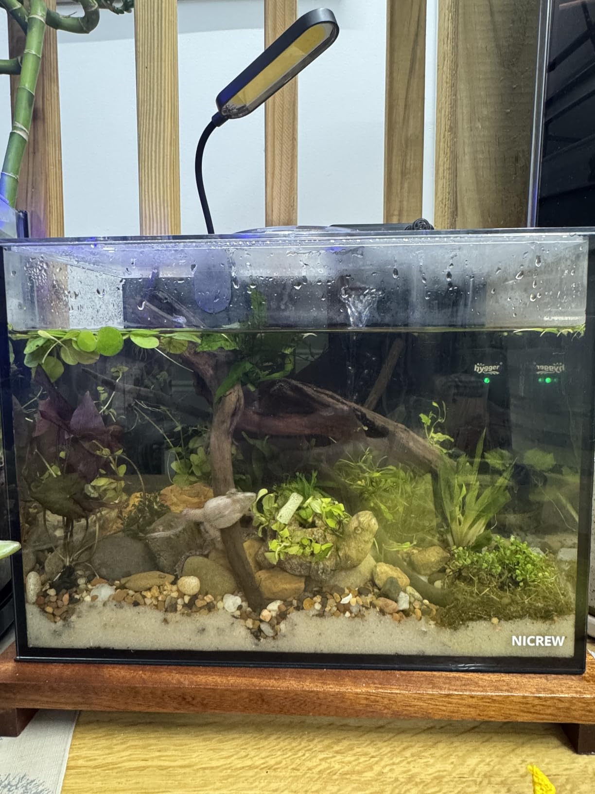 NICREW 2.5 Gallon Nano Nature Aquarium Kit, Ultra-Clear Rimless Desktop Fish Tank with Light, Filter, Gravel and Rock customer photo 1