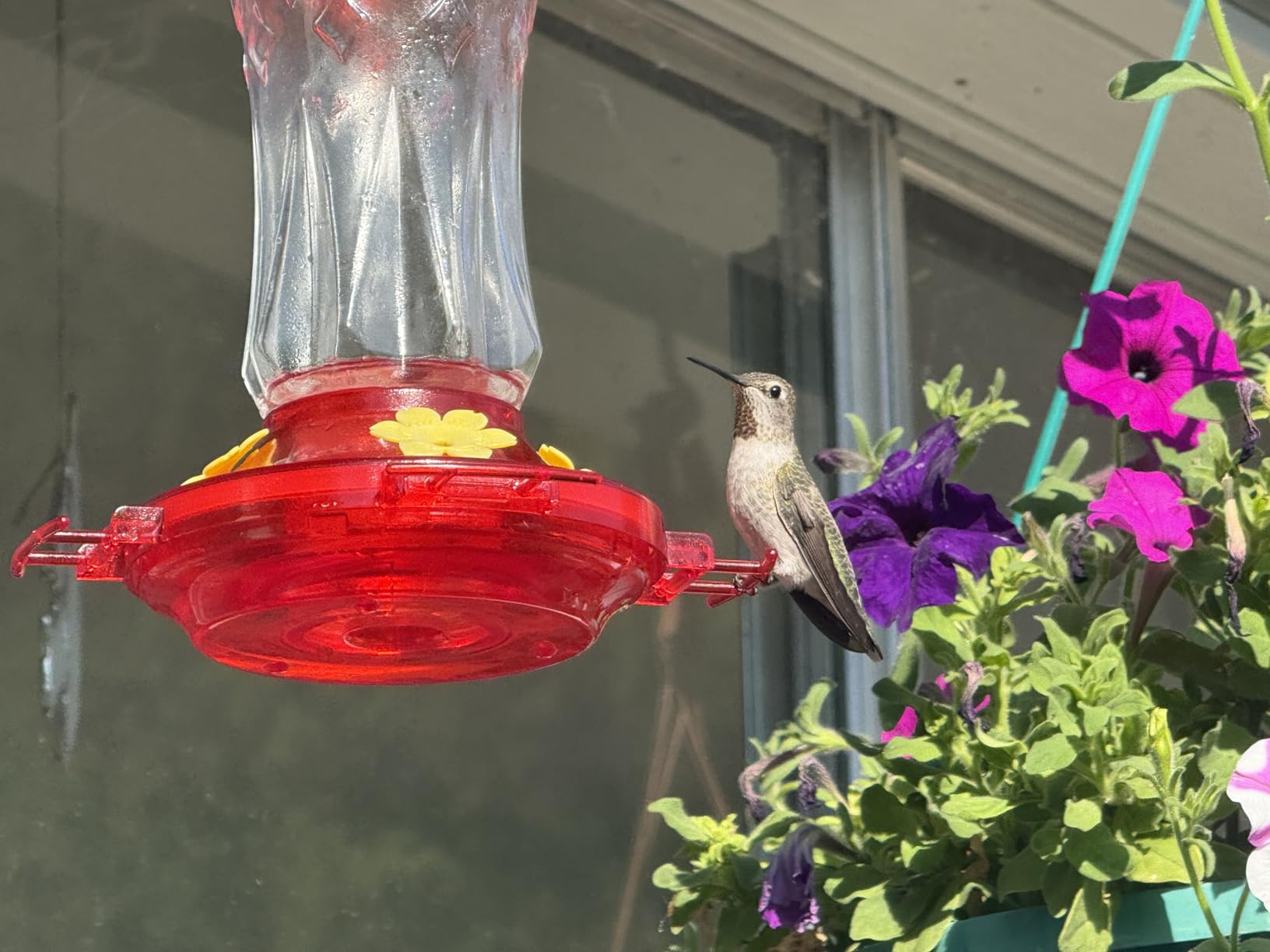 BOLITE Glass Hummingbird Feeders for Outdoors Hanging, Built-in Ant Moat, 4 Bee Guard Feeding Ports with Perches, Leak Proof, 15 Ounces, Stars Decor, Red, Gifts for Women Men, Gifts for Mom Dad customer photo 2