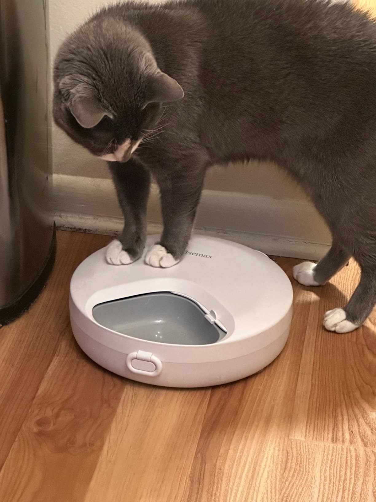 Automatic Wet Food Cat Feeder, Auto Refrigerated Wet Foods Feeder for Cats Dogs 4 Meal Timed Fresh Foods Dispenser with 2 Ice Packs Small Pet Feeders for Kitty Puppy customer photo 2